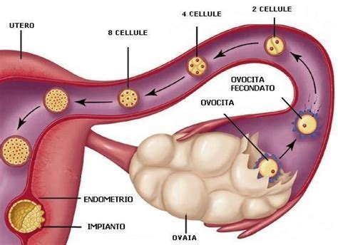 Ovulazione Mamma