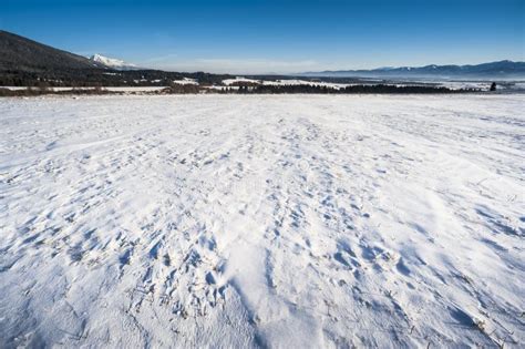 Winter meadows stock image. Image of liptov, forest, meadows - 25157851