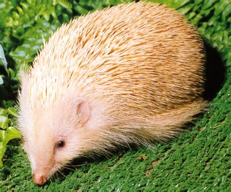 Hedgehogs Online : an albino hedgehog