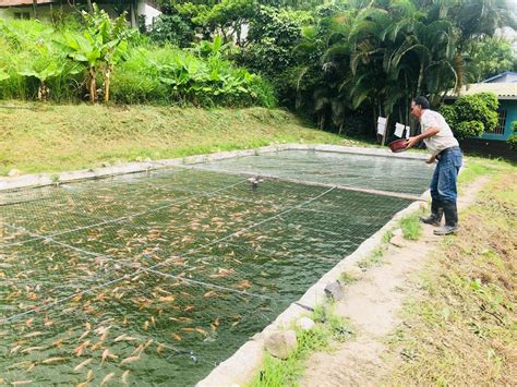 Impulsan Cultivo De Tilapia Diario Roat N