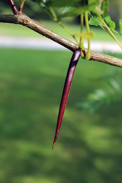 Water Locust Gleditsia Aquatica