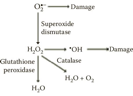 Superoxide Dismutase Reaction Showing The Two Step Dismutation Of The