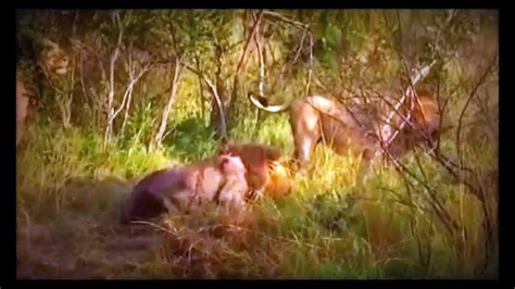 León vs Leones el León de Lucha con 6 Leona Ataque del Animal 2016