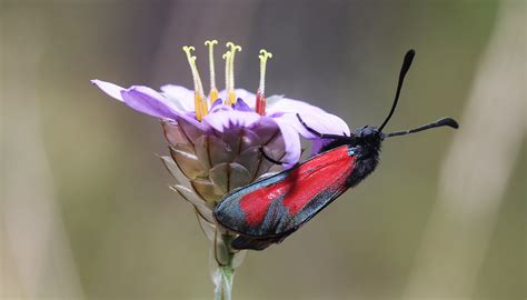 Zygaena Erythrus European L Pidop Res