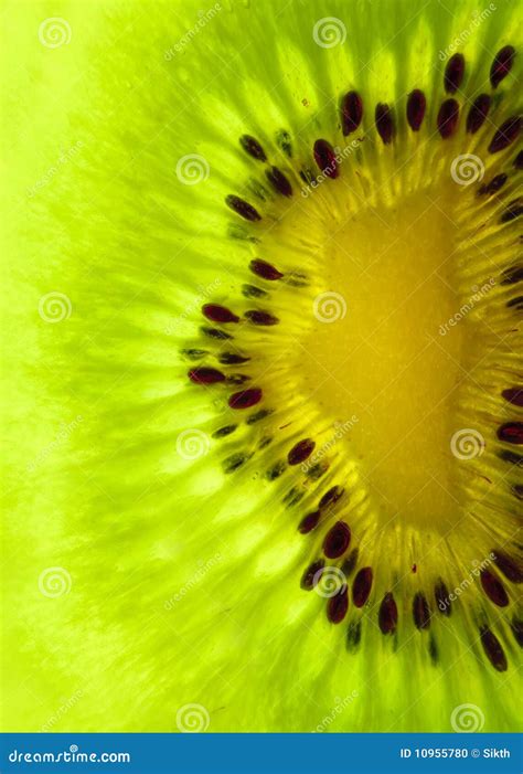 Kiwi Slice stock photo. Image of food, eating, organic - 10955780