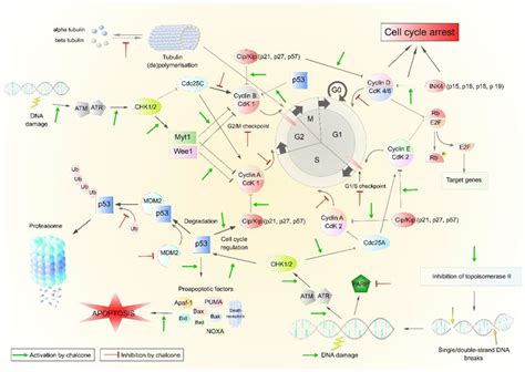 Basic Steps In Cell Cycle Regulation And P Function Abbreviations