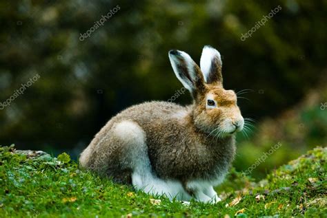 Mountain hare — Stock Photo © peterwey #2350142