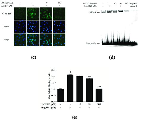 Effects Of Lsgygp On The Expression Of Inos Cox 2 Nf κb P65 And Iκbα