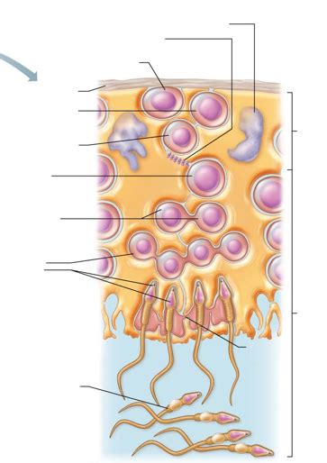 Spermatogenesis In Seminiferous Tubules Diagram Quizlet