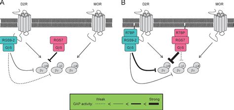 A Model For Gpcr And G Protein Selectivity Of Striatal R Rgs