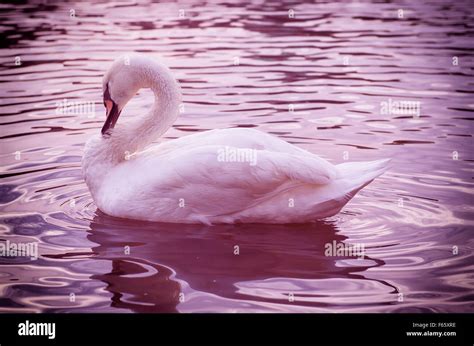 Swan On Water Stock Photo Alamy