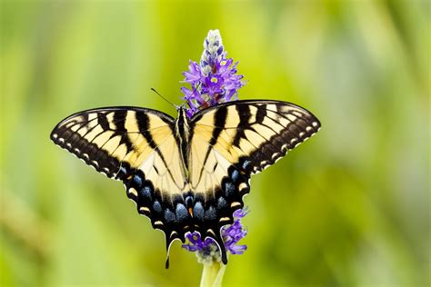 Awe-inspiring Facts About the Beautiful Swallowtail Butterflies - Animal Sake