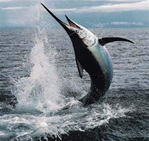 Swordfish Information And Picture Sea Animals