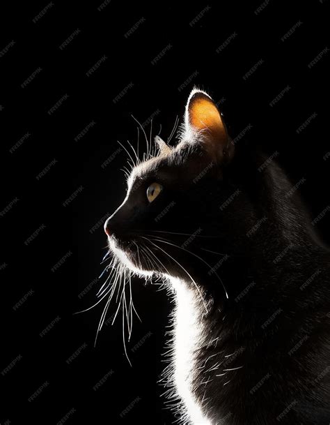 Premium Photo Backlit Cat Portrait On Black Background With Space For