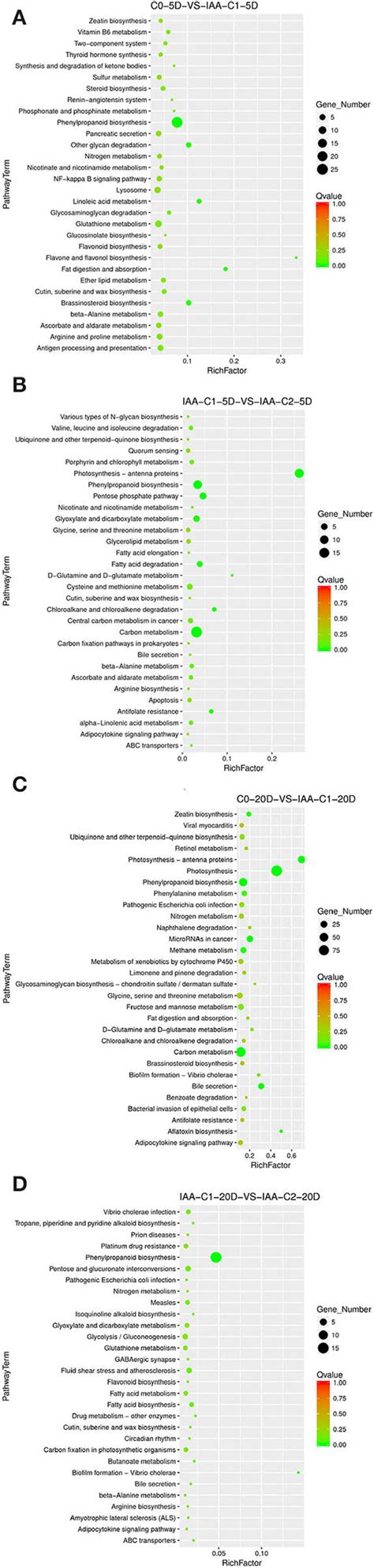 The Kegg Enrichment Of Degs In Comparison Groups Under The Iaa Dose