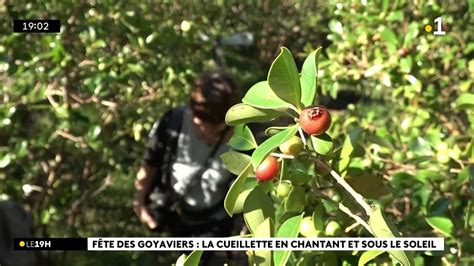 A la Plaine des Palmistes la fête du goyavier débute samedi YouTube