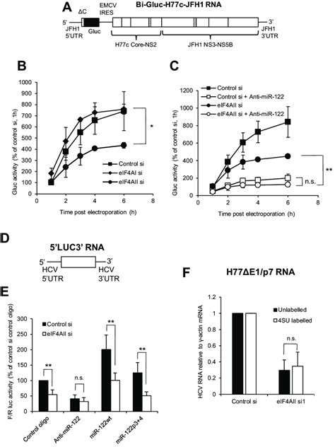 Eif Aii Contributes To Hcv Ires Driven Translation A Structure Of