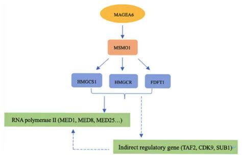 MAGEA6 Positively Regulates MSMO1 And Promotes The Migration And