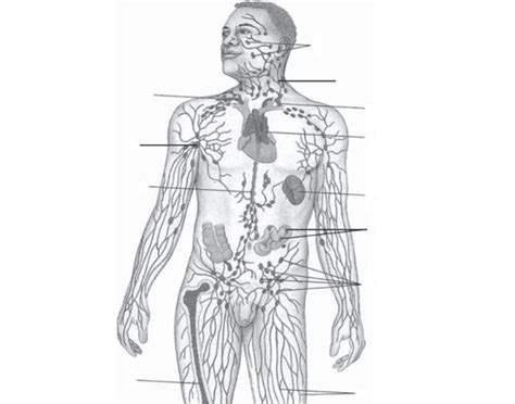 Lymphatic System Parts And Functions Diagram Quizlet