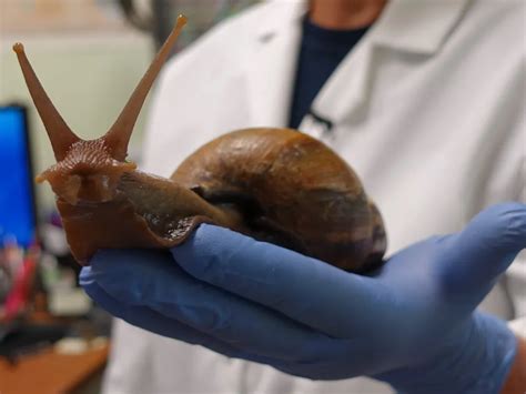 Humans May Have Eaten Giant Snails 170 000 Years Ago Smithsonian