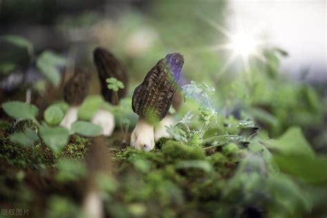 The Science Behind Morel Mushrooms Cultivation Understanding The Proc