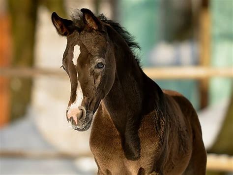 69 best images about Cute baby horses on Pinterest | Mothers, Ponies ...