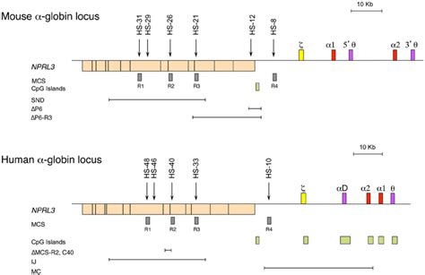 The Chromosomal Organisation Of The Mouse Top And Human Bottom A