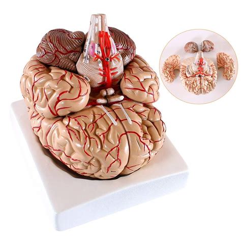 Buy Dbscd Humanbrain Anatomical Model Humanbrain Model With Cerebral