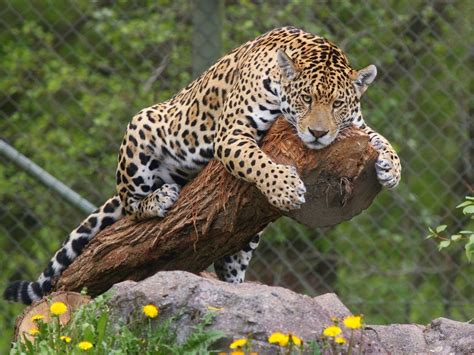 El Jaguar