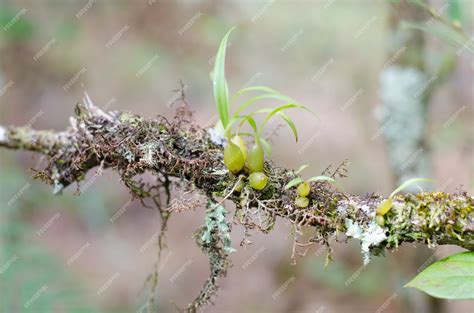 Premium Photo | Wild orchid seedling growing on tree