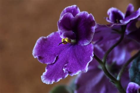 African Violet Propagation | focusonflowers - Indiana Public Media