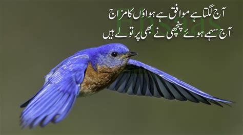 Pin By Nasira Ahmad On An Urdu Poetry And Quotes Blue Bird Animals Poetry