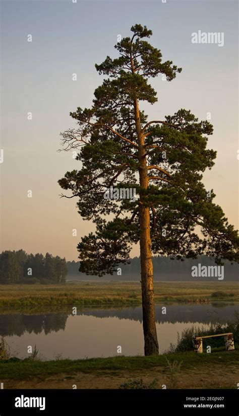 Pino solitario en la orilla del estanque Un árbol junto al lago