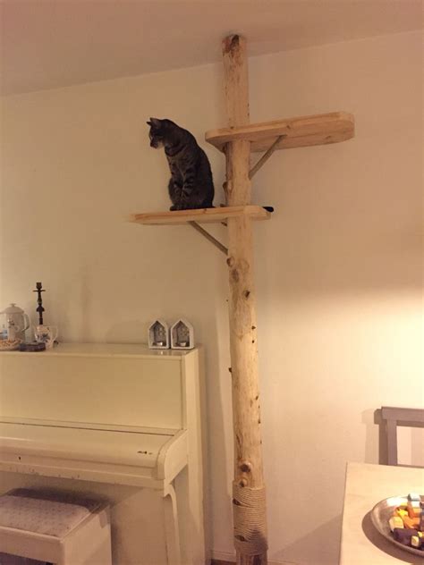 Krabpaal Gemaakt Van Een Boomstam Cat Tree Katzenzimmer