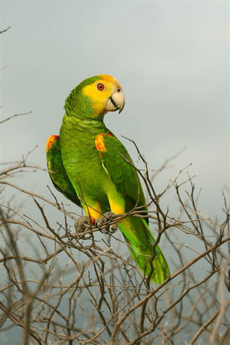 Loving the Lora and Chasing the Chuchubi at Bonaire’s Caribbean Birding Trail Guide Training ...