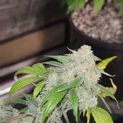 Mephisto Genetics Illuminauto 43 Sour Gummy Bears Grow Diary