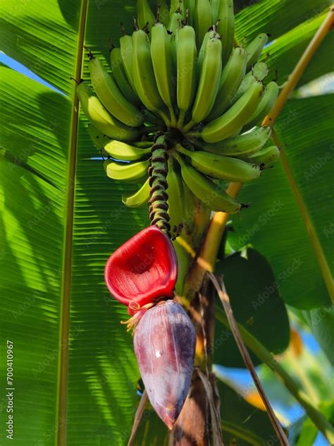 Banana Tree With Banana Musa Acuminata A Banana Plant Features