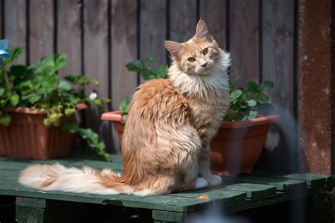 15 Best American Cat Breeds