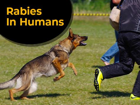 Rabies In Humans Causes Symptoms Risk Factors Treatment And