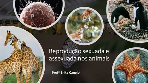 Reprodução dos animais YouTube