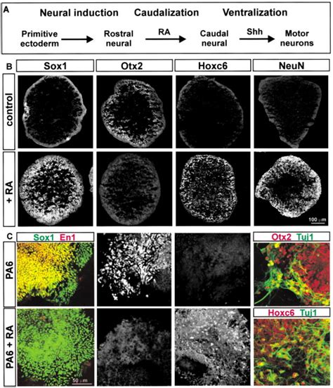 Directed Differentiation Of Embryonic Stem Cells Into Motor Neurons Cell