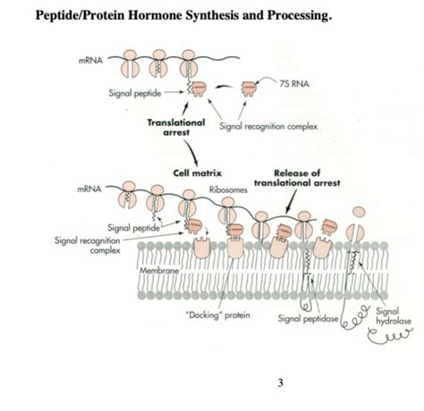 Endocrine Flashcards Quizlet