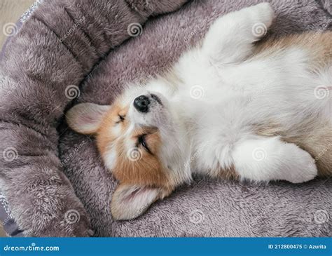 Pembroke Welsh Corgi Puppy Sleeping Stock Image - Image of fluffy, paws ...