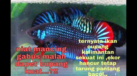 Cupang Kalimantan Niat Mancing Gabus Malah Dapat Cupang Gacor