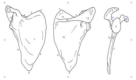 The Shoulder Girdle Diagram Quizlet