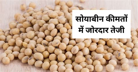 Soybean Plant Bhav जाने सोयाबीन के प्लांट भाव Mandi Bhav