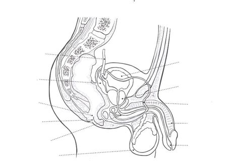 40 Ideas De Dibujos Sistemas Del Cuerpo Humano Sistemas 50 OFF