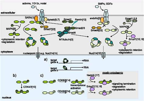 The Role Of Smad Proteins For Development Differentiation And