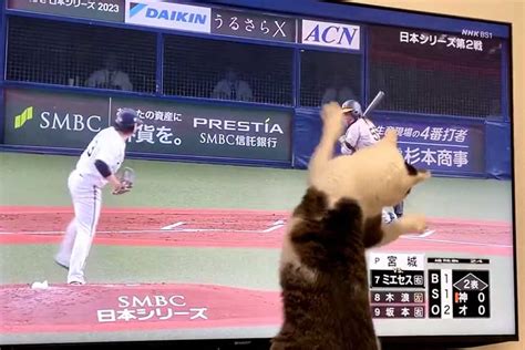 元保護ねこが野球に夢中 日本シリーズのボールを追いかけ次々タッチ！ 3万人が注目 「プロ狙えますわ」 Hint Pot 2