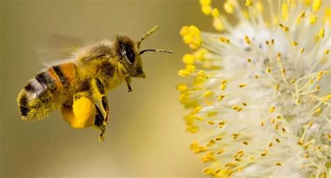 Descubre el Significado de Soñar con Abejas